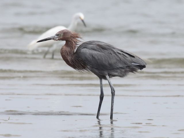 Reddish Egret